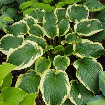 Hosta 'Lakeside Premier'